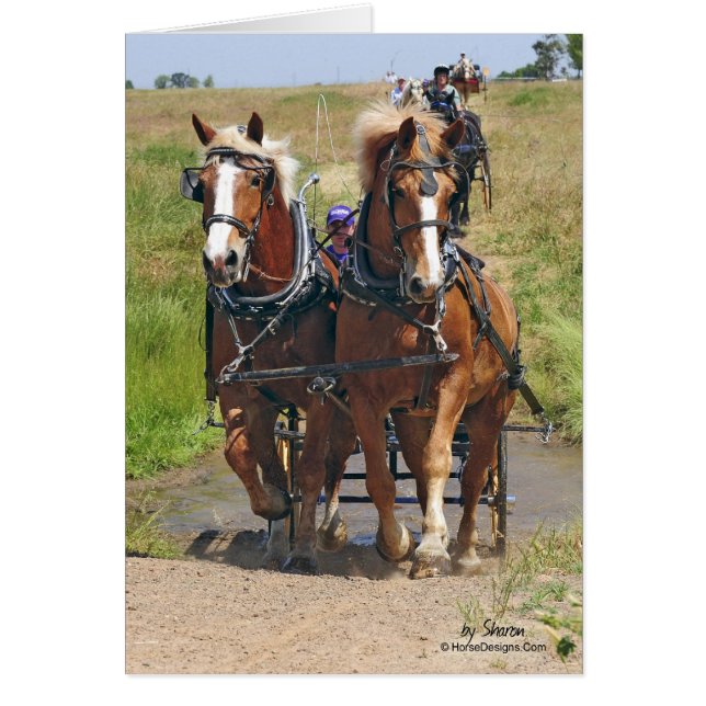 Belgische Entwurfs-Pferde (Vorne)