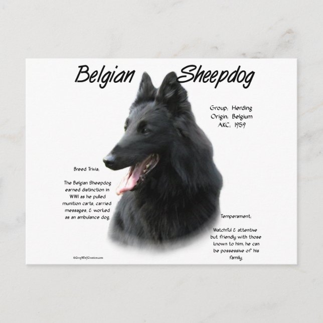 Belgische Geschichte der Schafhunde Postkarte (Vorderseite)