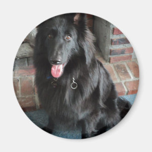 Belgische Hirte alias "The Black Wolf" Magnet