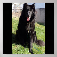 Belgische Hirte alias "The Black Wolf"