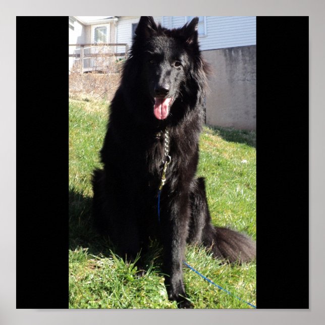 Belgische Hirte alias "The Black Wolf" Poster (Vorne)