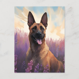 Belgische Malinois auf dem Lavendelmarkt Postkarte