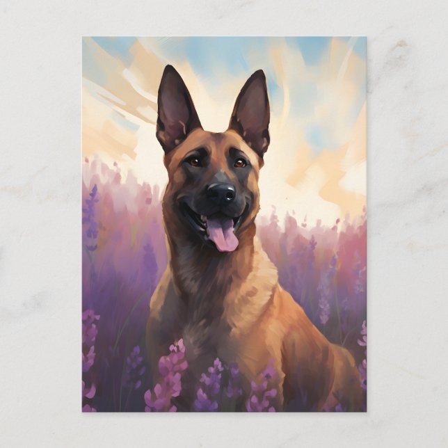 Belgische Malinois auf dem Lavendelmarkt Postkarte (Vorderseite)