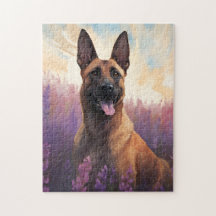 Belgische Malinois auf dem Lavendelmarkt