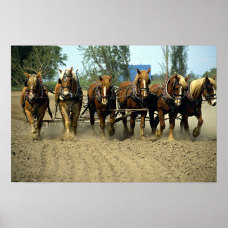 Belgische Pferde pflügen, sechs-up, Red Top Farm, Poster