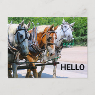 Belgische Pferde Postkarte