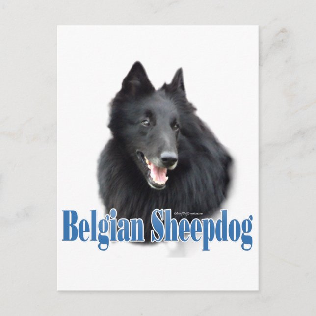 Belgische Schafname Postkarte (Vorderseite)