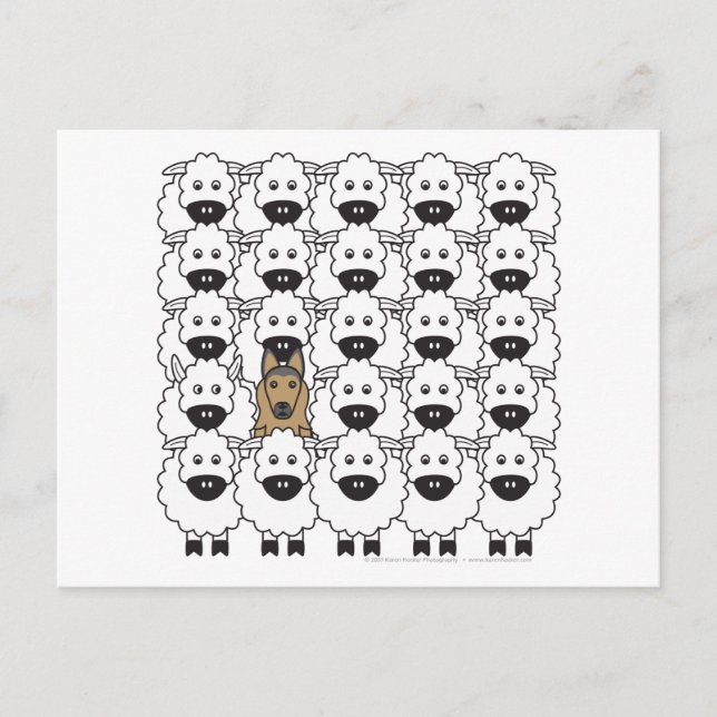 Belgische Tervuren im Schaf Postkarte (Vorderseite)