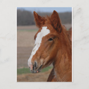 Belgischer Filz Postkarte