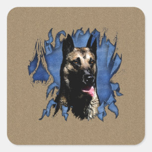 Belgischer Hirte - Malinois Quadratischer Aufkleber