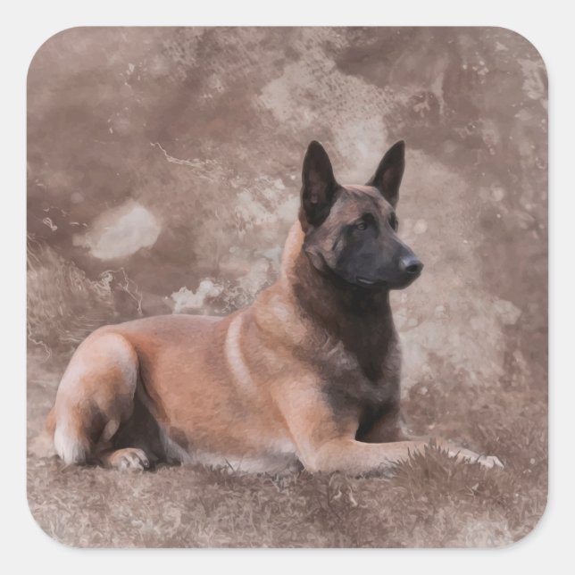 Belgischer Hirte von Malinois - Mechelaar Quadratischer Aufkleber (Vorderseite)