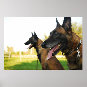 Belgischer Hirtenmalinois Poster