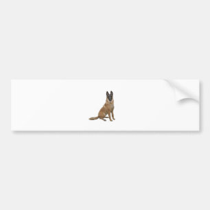 Belgischer Malinois (A) Autoaufkleber