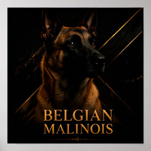 Belgischer Malinois Elite Working Collection Poster