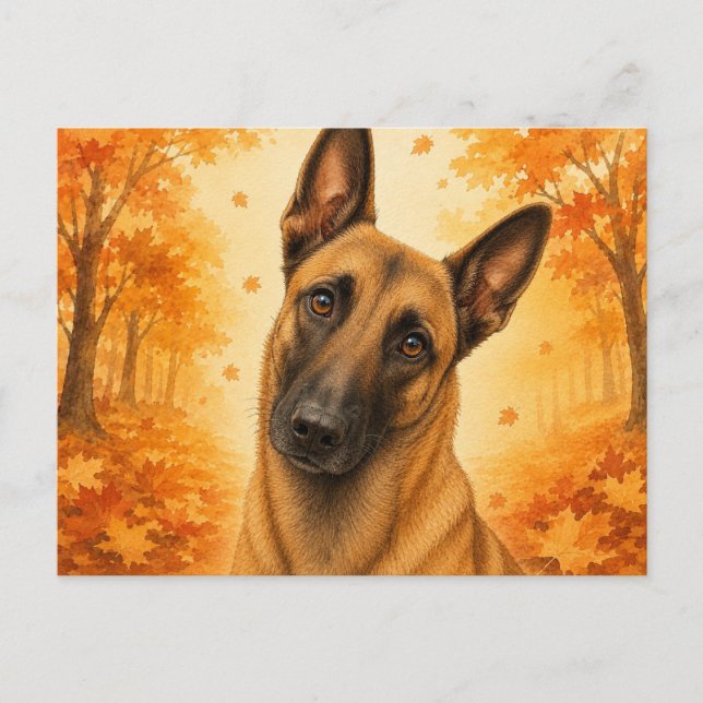 Belgischer Malinois Herbstwald Hund Postkarte (Vorderseite)