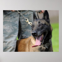 Belgischer Malinois-Hund lächeln