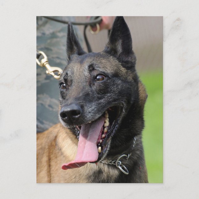 Belgischer Malinois-Hund lächeln Postkarte (Vorderseite)