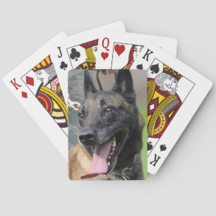 Belgischer Malinois-Hund lächeln Spielkarten