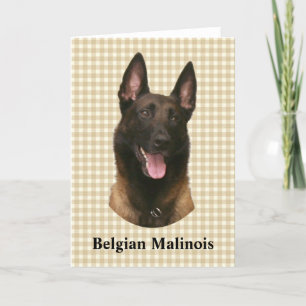 Belgischer Malinois Karte