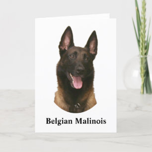 Belgischer Malinois Karte