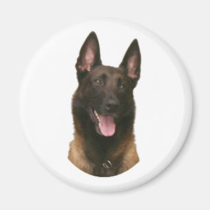 Belgischer Malinois Magnet