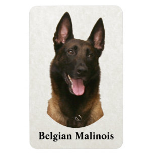 Belgischer Malinois Magnet