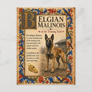 Belgischer Malinois, mittelalterliche Bestiarien-K Postkarte