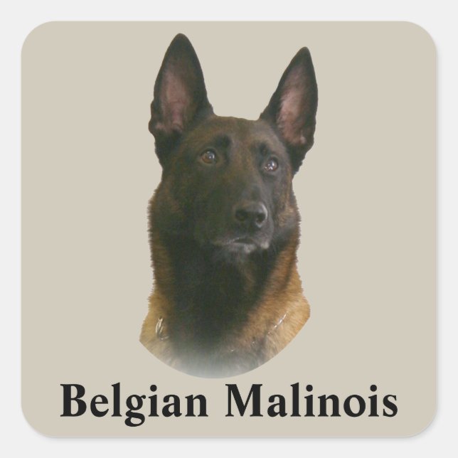 Belgischer Malinois Quadratischer Aufkleber (Vorderseite)