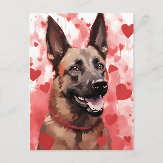 Belgischer Malinois-Valentinstag Postkarte (Vorderseite)