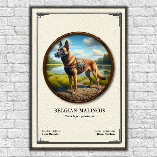 Belgischer Malinois Zoologie-Serie Poster