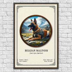 Belgischer Malinois Zoologie-Serie Poster