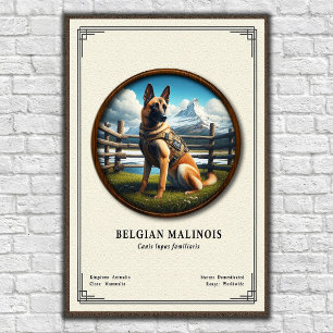 Belgischer Malinois Zoologie-Serie Poster
