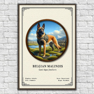 Belgischer Malinois Zoologie-Serie Poster