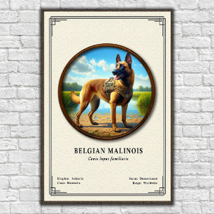 Belgischer Malinois Zoologie-Serie Poster