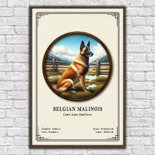 Belgischer Malinois Zoologie-Serie Poster