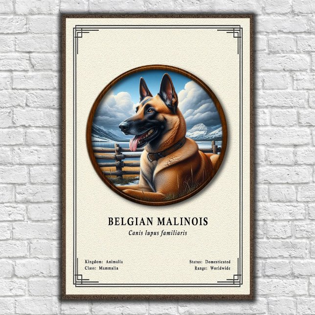Belgischer Malinois Zoologie-Serie Poster (Von Creator hochgeladen)