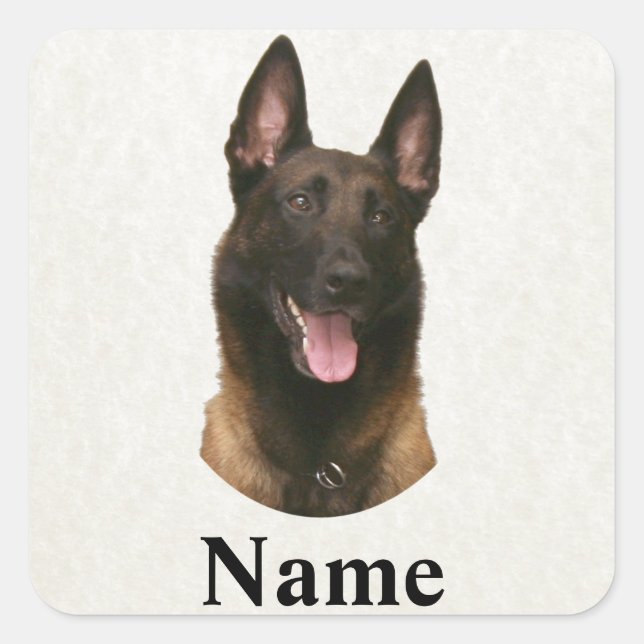Belgischer Malinoisname Quadratischer Aufkleber (Vorderseite)