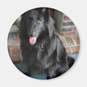 Belgischer Schäfer alias "der schwarze Wolf " Magnet