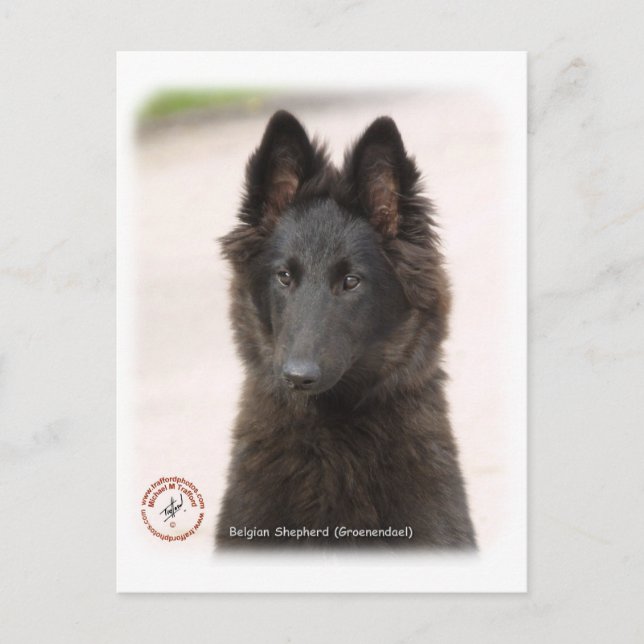 Belgischer Schäferhund 9R096D-022 Postkarte (Vorderseite)