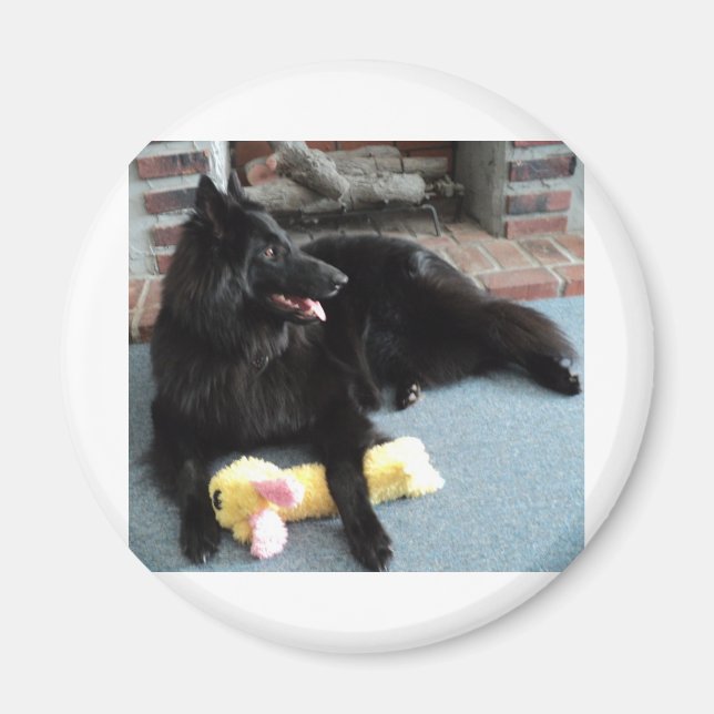 Belgischer Schäferhund am Feuerplatz Magnet (Vorne)