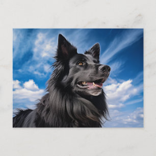 Belgischer Schäferhund Groenendael Postkarte