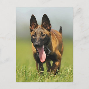 Belgischer Schäferhund Postkarte
