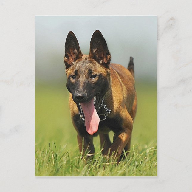 Belgischer Schäferhund Postkarte (Vorderseite)