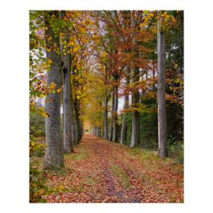 Belgischer Wald in der Herbstsaison Reise Poster