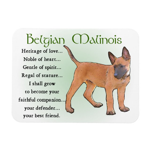 Belgisches Malinois-Erbe der Liebe Magnet (Horizontal)