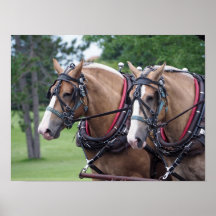 Belgisches Pferdeteam