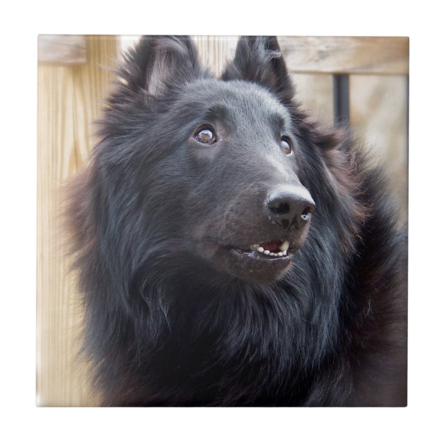 Belgisches Schäferhund Fliese (Vorderseite)