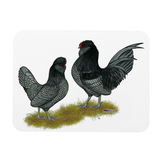 Belgisches Watermaal Bantams Magnet (Horizontal)