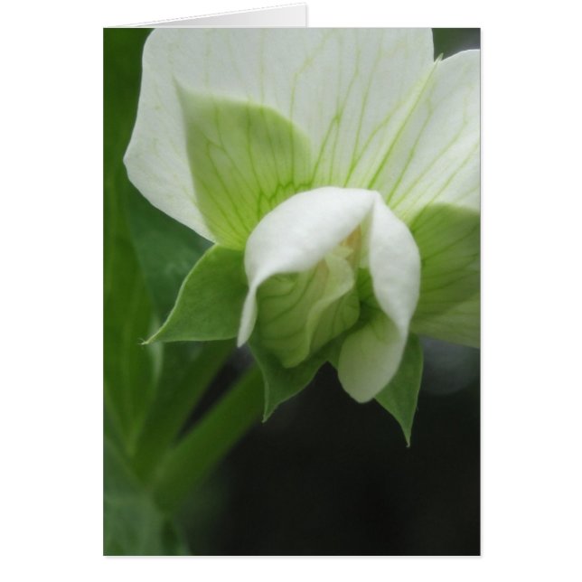 Beliebige florale Makrofotografie (Vorne)