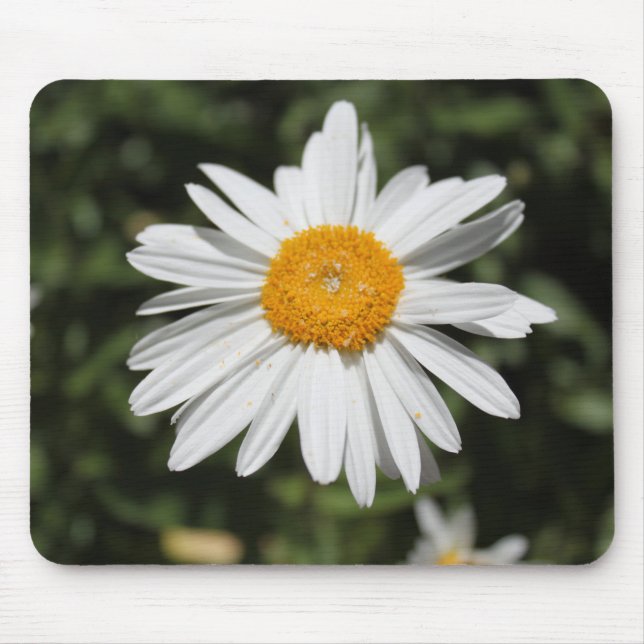 beliebte Blume, hübsche Wildweißaufnahme Mousepad (Vorne)